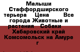 Малыши Стаффордширского терьера  › Цена ­ 1 - Все города Животные и растения » Собаки   . Хабаровский край,Комсомольск-на-Амуре г.